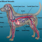 Oro Sports CoolPup™ Adjustable Dog Cooling Wrap with Lightweight CoolPak™ Technology