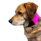 Oro Sports CoolPup™ Adjustable Dog Cooling Wrap with Lightweight CoolPak™ Technology
