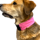 Oro Sports CoolPup™ Adjustable Dog Cooling Wrap with Lightweight CoolPak™ Technology