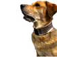 Oro Sports CoolPup™ Adjustable Dog Cooling Wrap with Lightweight CoolPak™ Technology